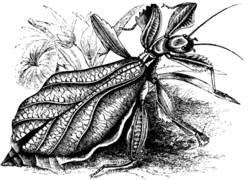 <p><em>This image comes from the Project Gutenberg archives and is in the public domain in the United States</em>.</p>
